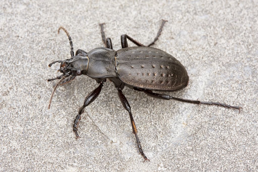 Carabus castanopterus